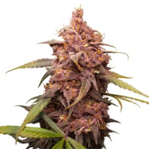 1 UND FEM - PURPLE PUNCH * SEEDSTOCKERS FEMINIZADA 1 UND