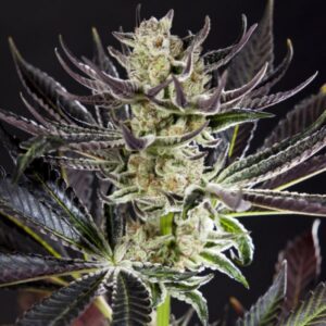 3 UND FEM - PURPLE PUNCH X DO-SI-DOS * PHILOSOPHER 3 UND FEM