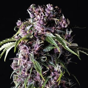 50 UND FEM - PURPLE * PYRAMID SEEDS 50 UND FEMINIZADAS