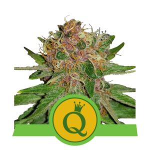 10 UND FEM - PURPLE QUEEN AUTO * ROYAL QUEEN 10 UND FEMINIZADA