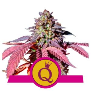 10 UND FEM - PURPLE QUEEN USA PREMIUM * ROYAL QUEEN 10 UND FEMINIZADAS