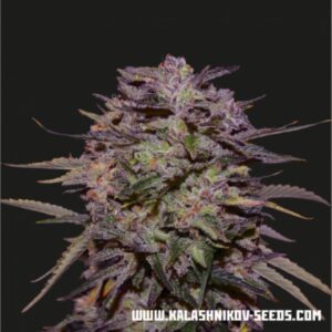10 UND FEM - PURPLE RUSSIAN EXPRESS * KALASHNIKOV SEEDS 10 UND FEMINIZADAS