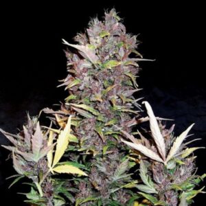 10 UND FEM - PURPLE RYDER AUTO * DOCTOR'S CHOICE 10 UND FEMINIZADAS