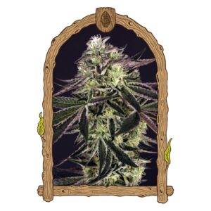 3 UND FEM - PURPLE SHOT * EXOTIC SEED FEMINIZADA 3 UND