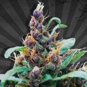 5 UND FEM - PURPLE STILTON * AUTO SEEDS 5 UND FEMINIZADAS