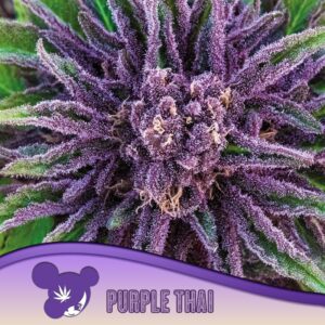 3 UND FEM - PURPLE THAI * ANESIA SEEDS 3 FEMINIZADAS