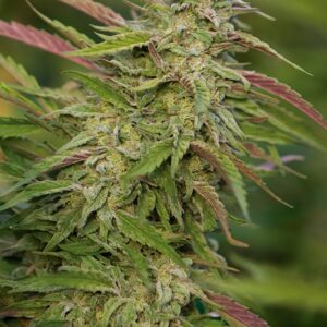 5 UND FEM - PURPLE TRAINWRECK * HUMBOLDT SEEDS 5 UND FEMINIZADAS