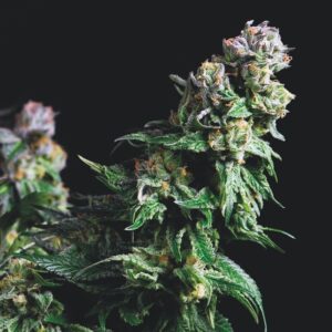 5 UND FEM - PURPLE URKLE * PYRAMID SEEDS FEMINIZADA 5 UND