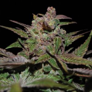 3 UND FEM - PURPLE WRECK * DNA GENETICS RESERVA PRIVADA 3 UND FEMINIZADAS