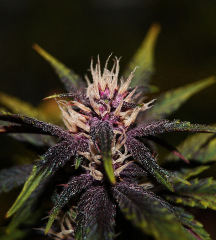 3 UND FEM - PURPLEDIOL AUTOFLORECIENTE CBD * ELITE 3 UND FEMINIZADAS