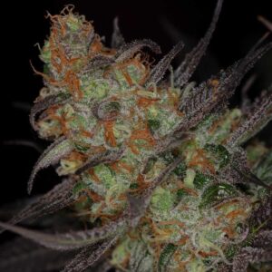 5 UND REG - QLEANER * SUBCOOL THE DANK 5 UND REGULARES