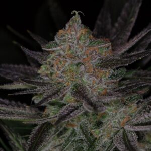 5 UND REG - QRAZY TRAIN * SUBCOOL THE DANK 5 UND REGULARES