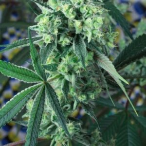 5 UND REG - QUANTUM KUSH * HOMEGROWN NATURAL WONDERS REGULAR 5 UND