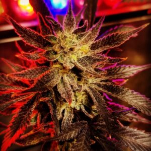 5 UND REG - QUEEN ANNS REVENGE * SUBCOOL THE DANK 5 UND REGULARES