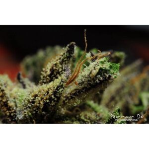 6 UND FEM - QUEEN KUSH * BCN SEEDS 6 UND FEMINIZADAS