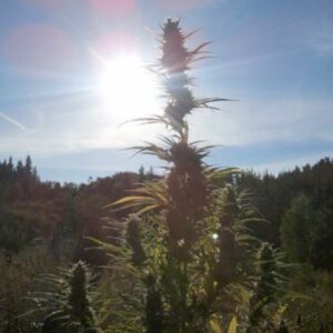 3 UND FEM - QUEEN MOTHER * ORIGINAL DELICATESSEN3 UND FEMINIZADAS