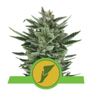 100 UND FEM - QUICK ONE AUTO* ROYAL QUEEN 100 UND FEMINIZADAS