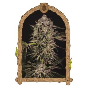 1 UND FEM - QUICK SHERBET * EXOTIC SEED FEMINIZADA 1 UND