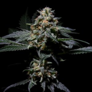 3 UND REG - R-KIEM * R-KIEM SEEDS 3UND REGULARES