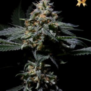 3 UND FEM - R-KIEM * R-KIEM SEEDS 3 UND FEMINIZADAS