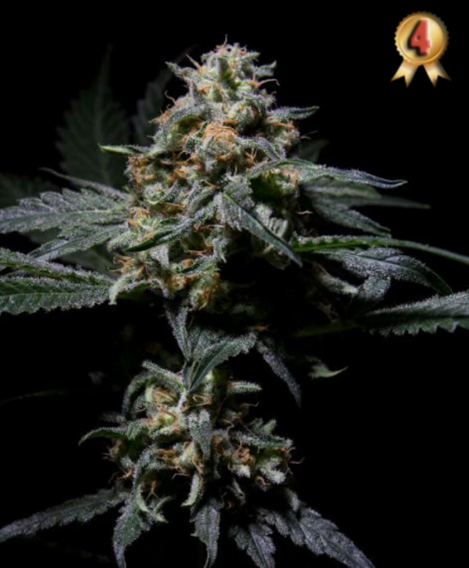 3 UND FEM - R-KIEM * R-KIEM SEEDS 3 UND FEMINIZADAS