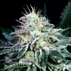 1 UND FEM - RADICAL AUTO * ABSOLUTE CANNABIS SEEDS 1 UND FEM