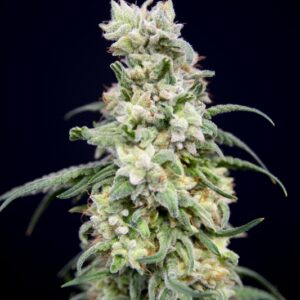 6 UND FEM - RAINBOW BARB * HOUSE OF THE GREAT GARDENER FEMINIZADA 6 UND