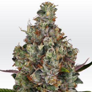 5 UND FEM - RAINBOW ROAD * PARADISE SEEDS 5 UND FEMINIZADAS
