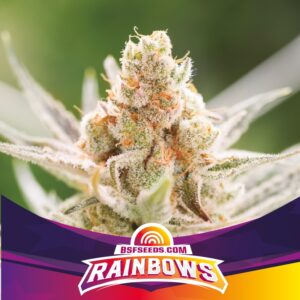 4 UND FEM - RAINBOWS * BSF SEEDS 4 UND FEMINIZADAS