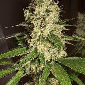 5 UND FEM - RASPBERRY DIESEL * HUMBOLDT 5 UND FEMINIZADAS