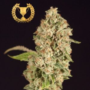 10 UND FEM - RASPBERRY WAFFLES CBD* DEVILS HARVEST 10 UND FEMINIZADAS