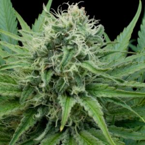 5 UND FEM - RAW DIESEL * G13 LABS SEEDS 5 FEMINIZADAS