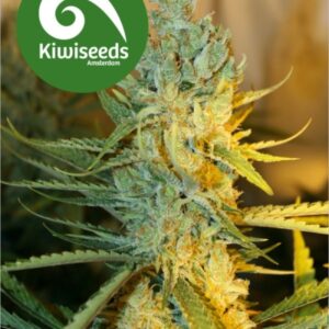 5 UND FEM - RAY'S CHOICE * KIWISEEDS 5 UND FEMINIZADAS