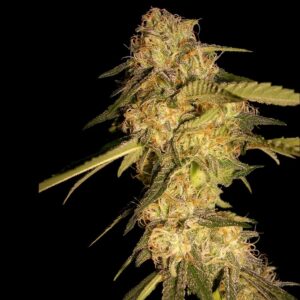 3 UND FEM - RECON * DNA GENETIC 3 UND FEMINIZADAS