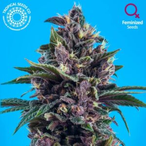 3 UND FEM - RED AFRO * TROPICAL SEEDS 3 UND FEMINIZADAS