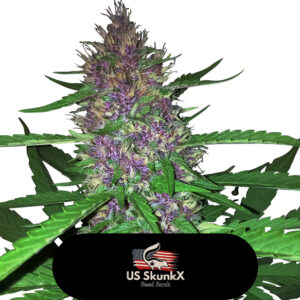 5 UND FEM - RED CANDY KUSH * US SKUNKX SEEDS 5 UND FEMINIZADAS