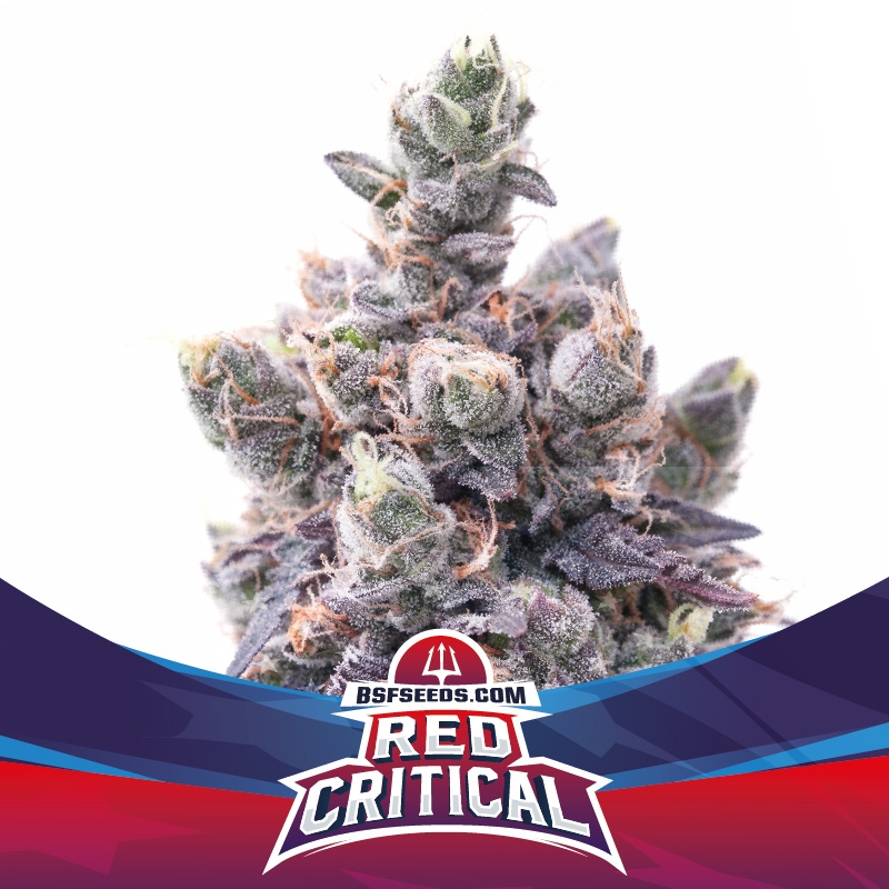 2 UND FEM - RED CRITICAL AUTO * BSF SEEDS 2 UND FEMINIZADAS