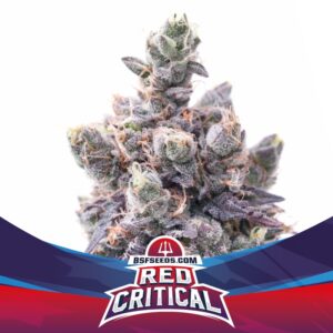 7 UND FEM - RED CRITICAL AUTO * BSF SEEDS 7 UND FEMINIZADAS