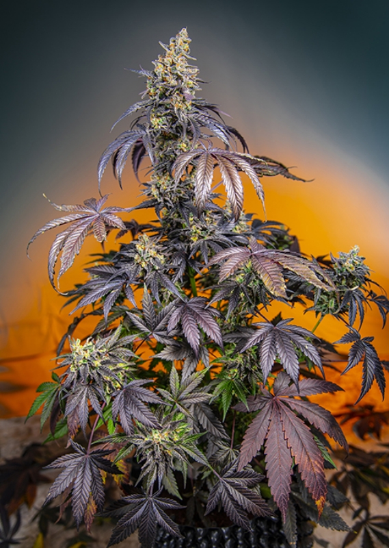 5 UND FEM - RED GORILLA GIRL XL AUTO ﾮ * SWEET SEEDS 5 UND FEMINIZADAS