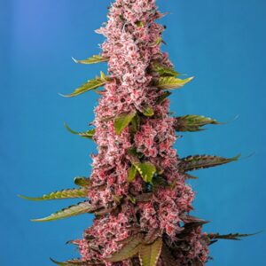 5 UND FEM - RED HOT COOKIES ? * SWEET SEEDS 5 UND FEMINIZADAS