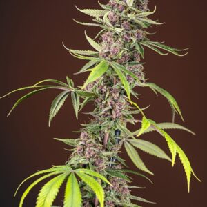 3 UND FEM - RED MANDARINE F1 FAST VERSION ﾮ * SWEET SEEDS 3 UND FEMINIZADAS