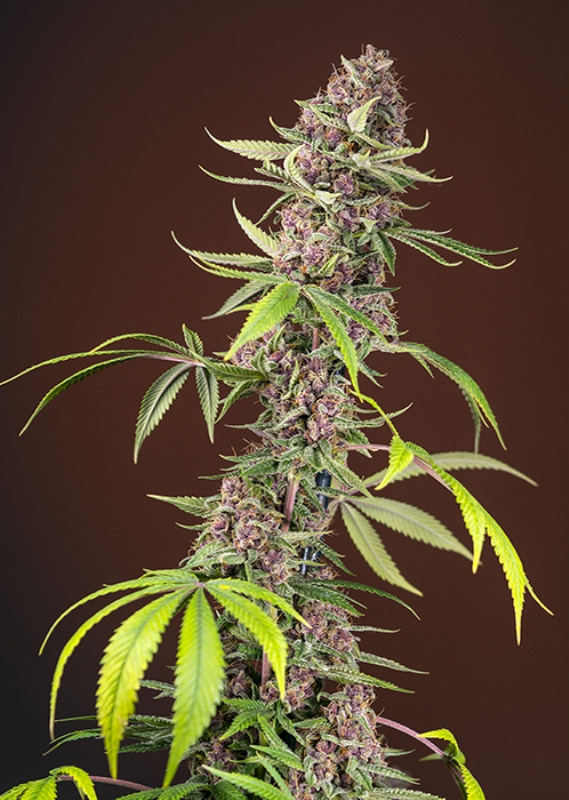 3 UND FEM - RED MANDARINE F1 FAST VERSION ﾮ * SWEET SEEDS 3 UND FEMINIZADAS