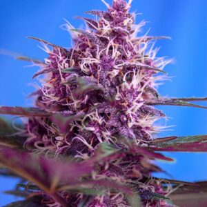25 UND FEM - RED POISON AUTO ﾮ * SWEET SEEDS 25 UND FEMINIZADAS