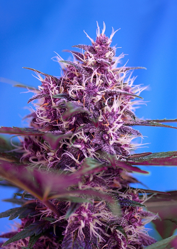 5 UND FEM - RED POISON AUTO ﾮ * SWEET SEEDS 5 UND FEMINIZADAS