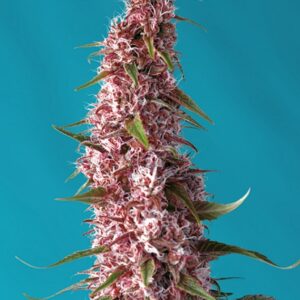 5 UND FEM - RED PURE AUTO CBD ? * SWEET SEEDS 5 UND FEMINIZADAS