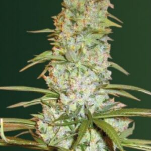 3 UND FEM -  RED  RUSSIAN XXL * VICTORY SEEDS FEMINIZADA 3 UND