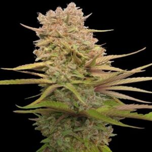 5 UND FEM - RED SAPPHIRE * ACE SEEDS 5 UND FEMINIZADAS