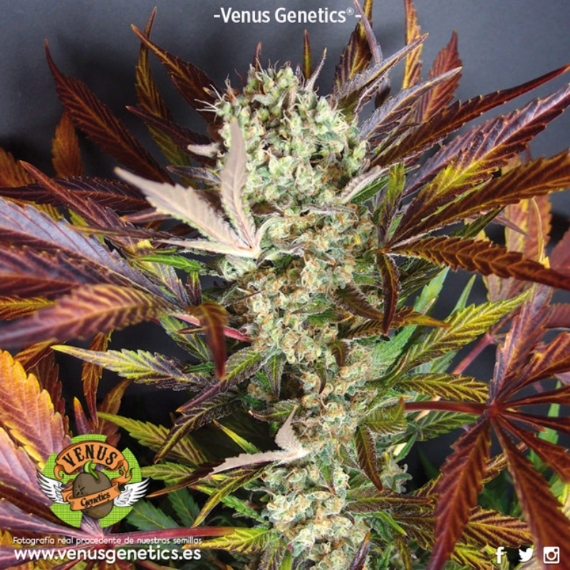 5 UND FEM - RED SKUNK AUTO * VENUS GENETIC 5 UND FEMINIZADAS