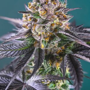 5 UND FEM - RED STRAWBERRY BANANA AUTO ﾮ * SWEET SEEDS 5 UND FEMINIZADAS