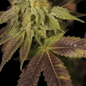 6 UND FEM - RENE * HOUSE OF THE GREAT GARDENER FEMINIZADA 6 UND